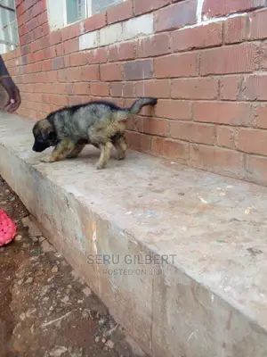 3-6 months Male Purebred German Shepherd