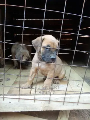 1-3 months Male Purebred Boerboel