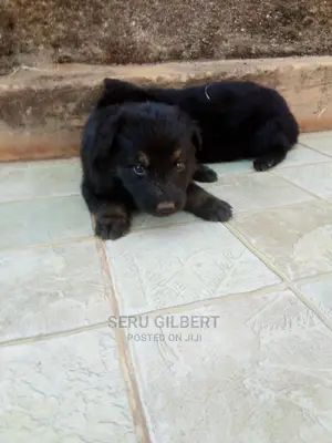 0-1 month Female Purebred German Shepherd