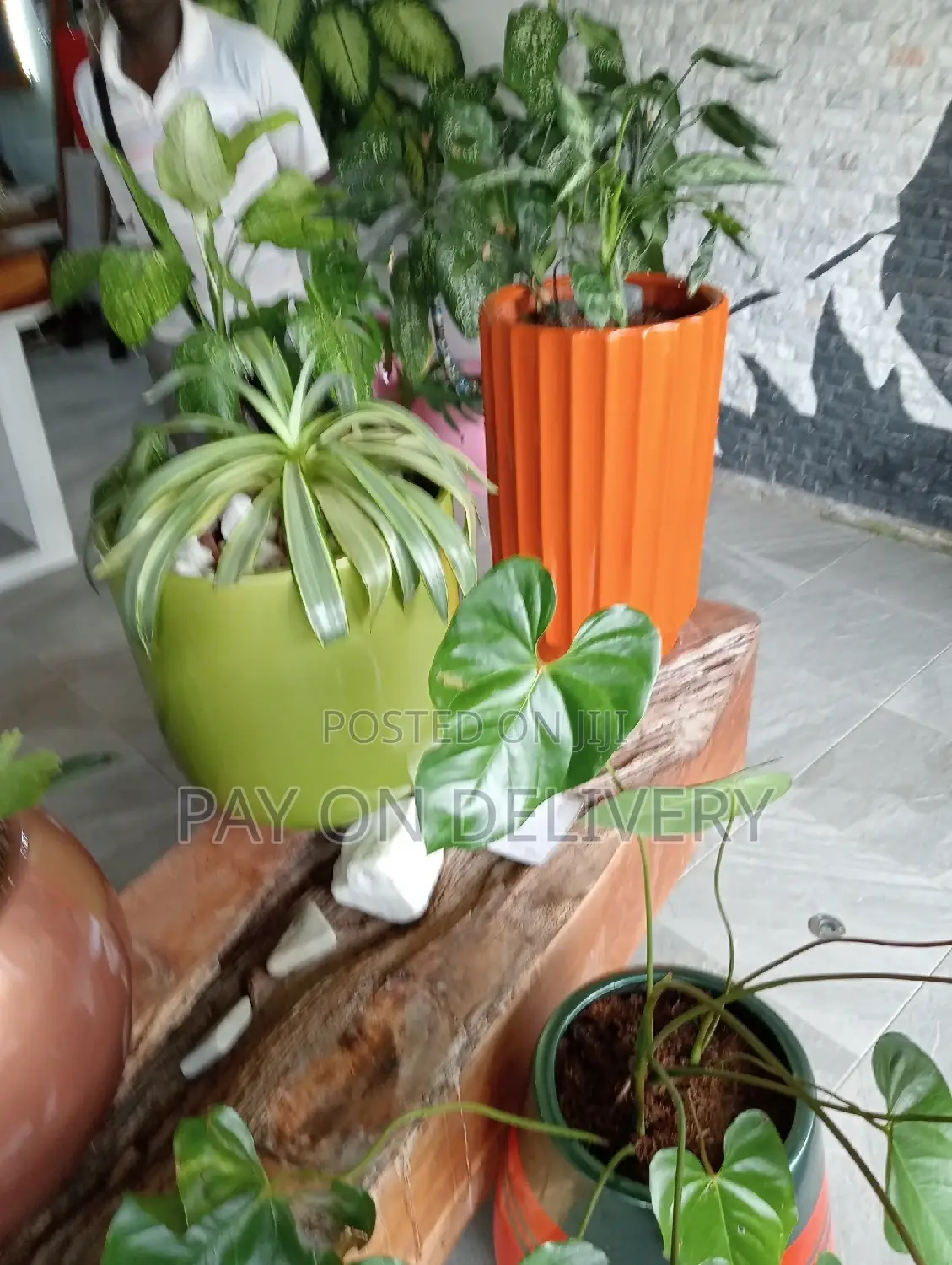 Pots and Flowers