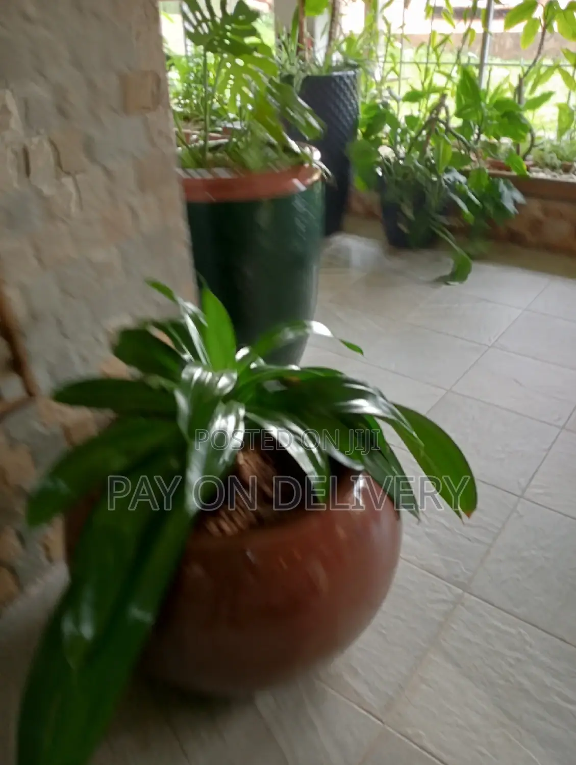 Pots and Flowers