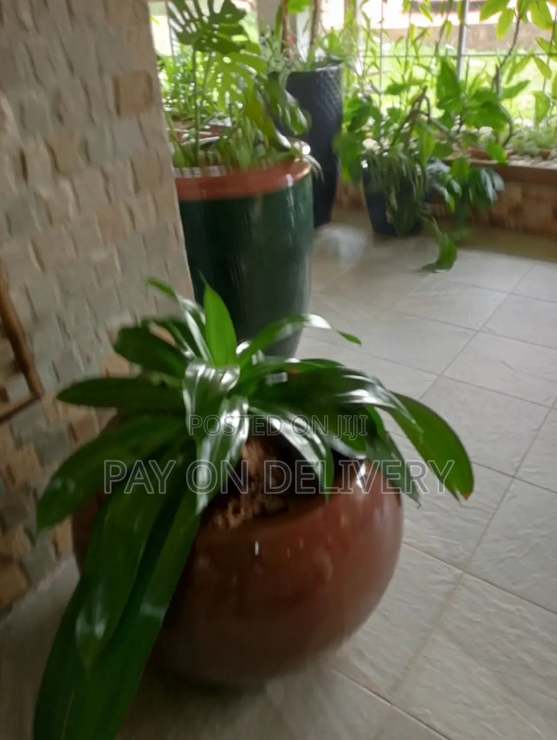Pots and Flowers