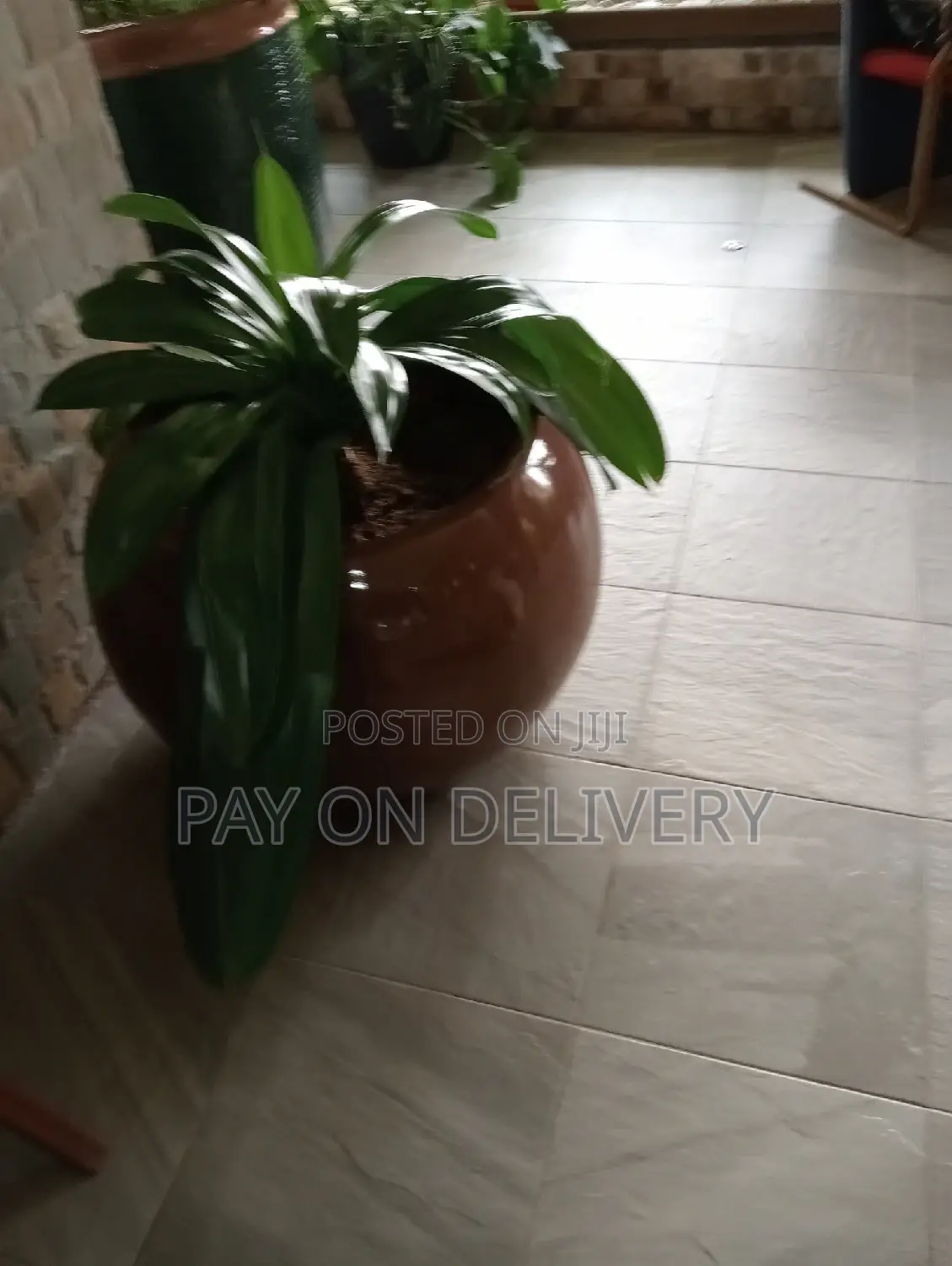Pots and Flowers