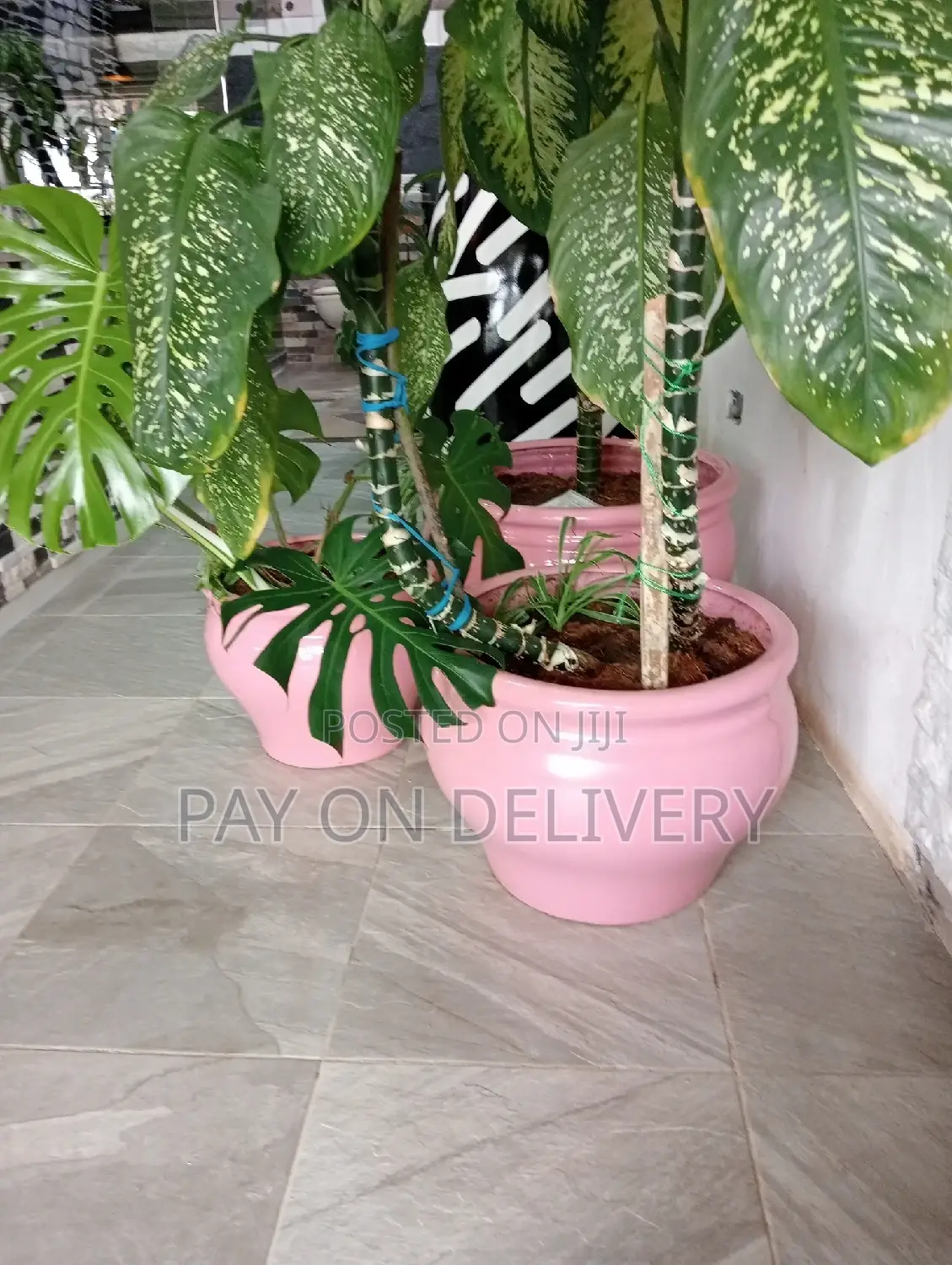 Pots and Flowers
