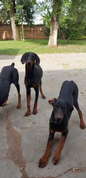 6-12 months Male Purebred Doberman Pinscher