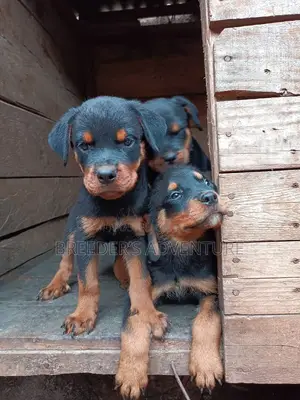 1-3 months Male Purebred Rottweiler