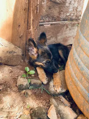 1-3 months Male Purebred German Shepherd