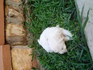 0-1 month Male Purebred Maltese