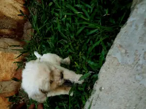 0-1 month Male Purebred German Shepherd