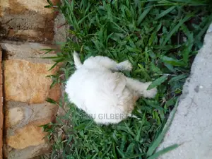 1-3 months Male Purebred Maltese