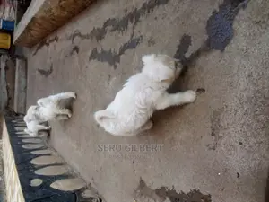 1-3 months Male Purebred Maltese