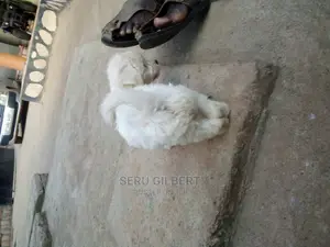 1-3 months Male Purebred Maltese