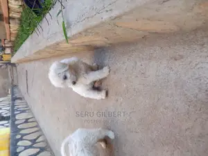 1-3 months Male Purebred Maltese