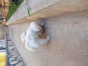3-6 months Male Purebred Maltese