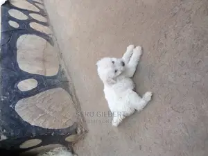 0-1 month Male Purebred Maltese
