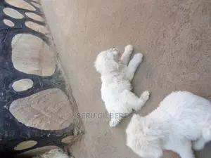 0-1 month Male Purebred Maltese