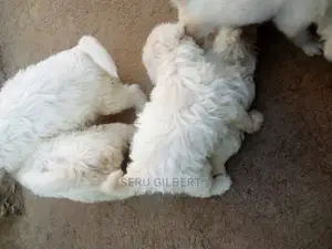 1-3 months Male Purebred Maltese