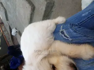 0-1 month Male Purebred Maltese