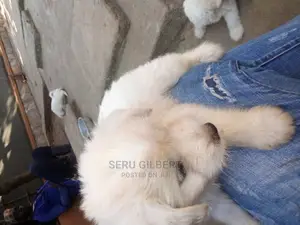 0-1 month Male Purebred Maltese