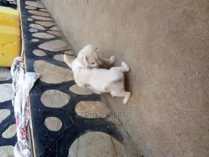 0-1 month Male Purebred Maltese