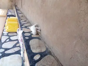 3-6 months Male Purebred Maltese