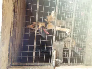 1-3 months Male Purebred German Shepherd