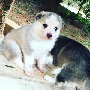 1-3 months Male Purebred Siberian Husky