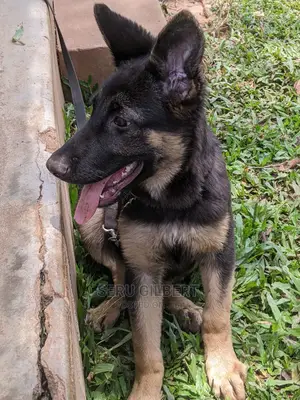 0-1 month Male Purebred German Shepherd