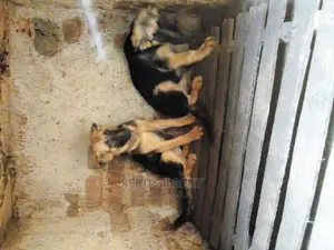 1-3 months Male Purebred German Shepherd