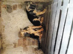 3-6 months Female Purebred German Shepherd