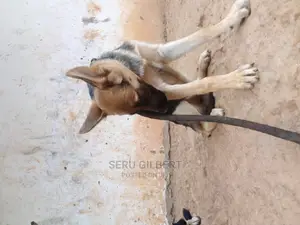 3-6 months Male Purebred German Shepherd