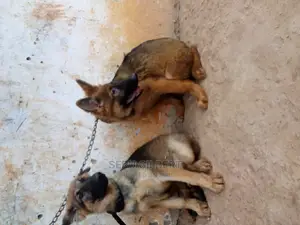 3-6 months Male Purebred German Shepherd