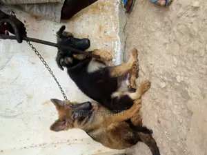 1-3 months Male Purebred German Shepherd