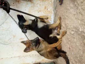 3-6 months Male Purebred German Shepherd