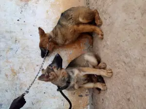 3-6 months Male Purebred German Shepherd