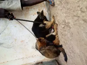 3-6 months Male Purebred German Shepherd