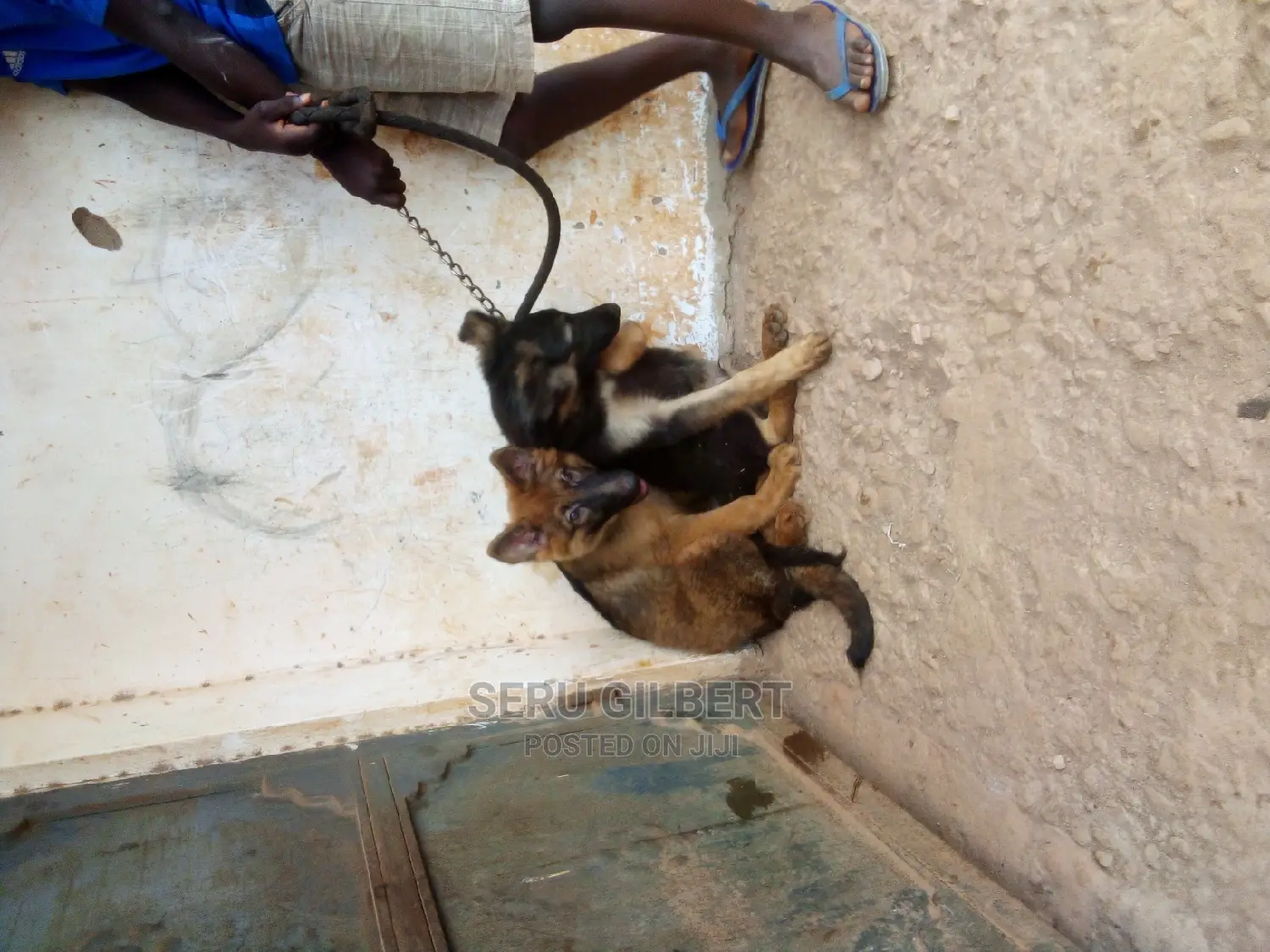 3-6 months Male Purebred German Shepherd
