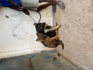 3-6 months Male Purebred German Shepherd