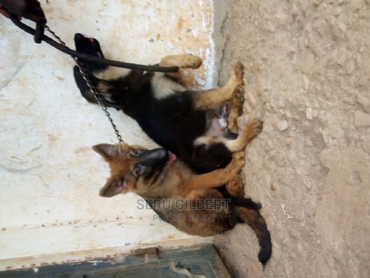 3-6 months Male Purebred German Shepherd