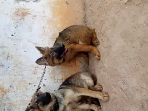 1-3 months Male Purebred German Shepherd