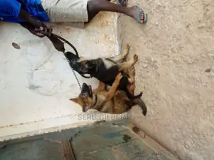 1-3 months Male Purebred German Shepherd
