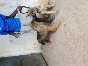 0-1 month Male Purebred German Shepherd