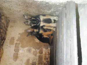 3-6 months Male Purebred German Shepherd