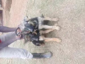 1-3 months Male Purebred German Shepherd
