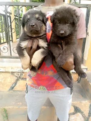 1-3 months Male Purebred German Shepherd