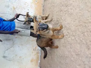 0-1 month Male Purebred German Shepherd