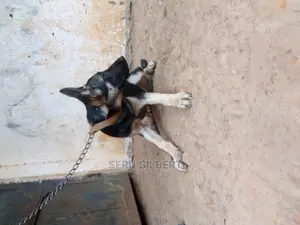 1-3 months Male Purebred German Shepherd