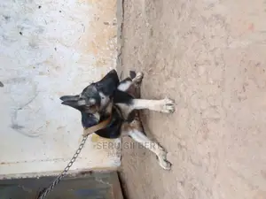 3-6 months Male Purebred German Shepherd
