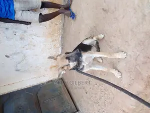 3-6 months Male Purebred German Shepherd