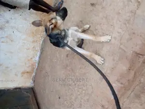 1-3 months Male Purebred German Shepherd